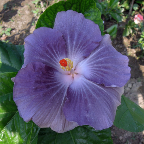 Moorea Mangy Blue - cutting